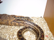 Bull Snake