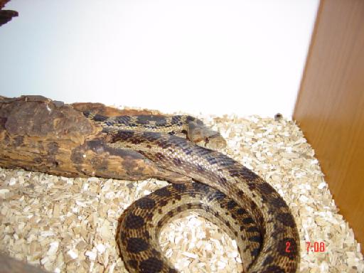 Bull Snake