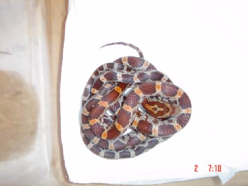 Corn Snake
