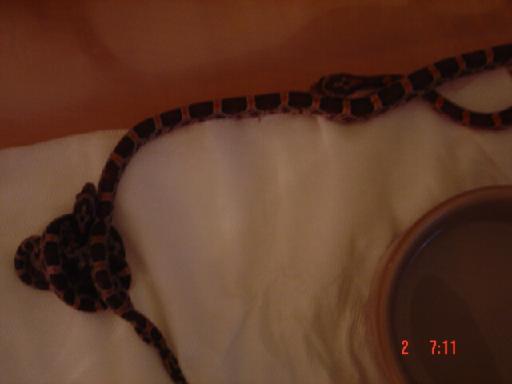Hatchling
