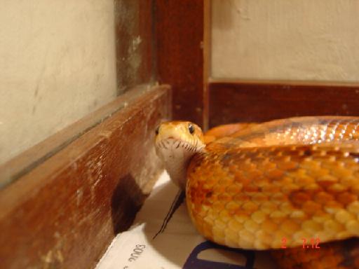 Corn Snake