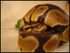 Ball Python