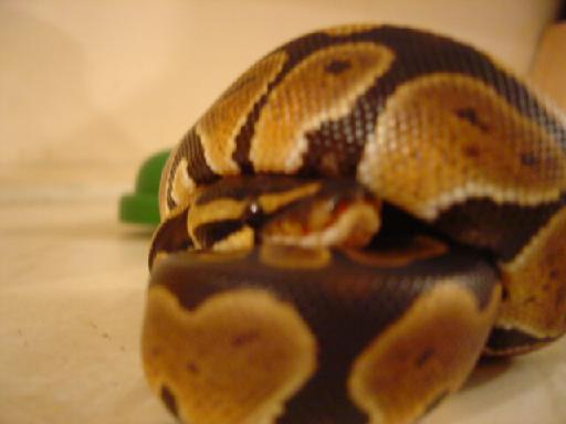Ball Python