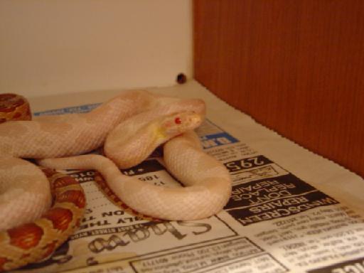 Snow Corn