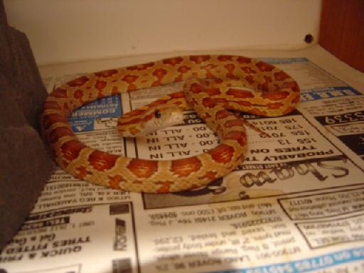 Hypo