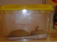 Plastic Tank
