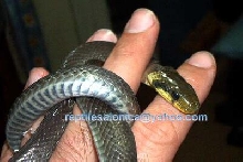 Aesculapian snake (Elaphe longissima)