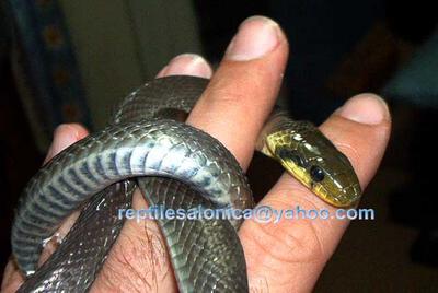 Aesculapian snake (Elaphe longissima)