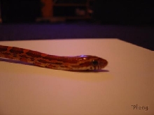 Hatchling Corn