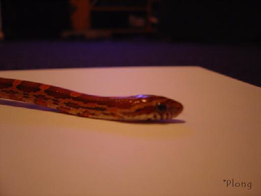 Hatchling Corn