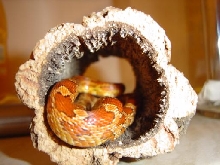 New Corn Snake