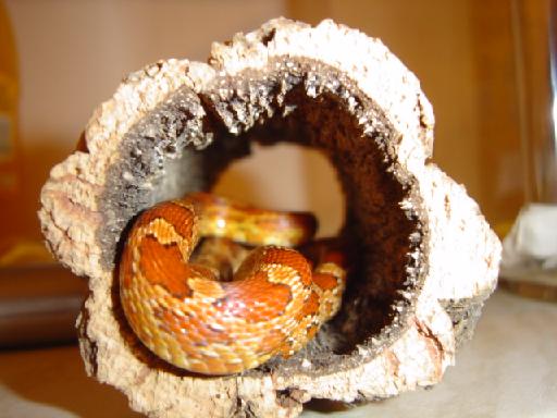 New Corn Snake