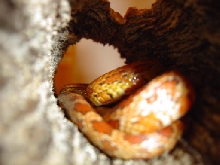 New Corn Snake