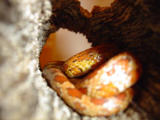 New Corn Snake