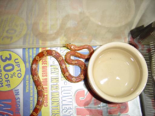 New Corn Snake