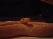 Snow Corn
