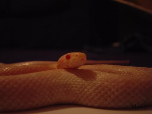 Snow Corn