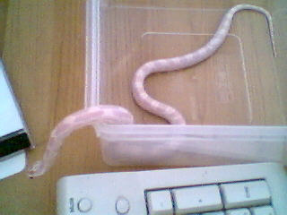 Sugar2