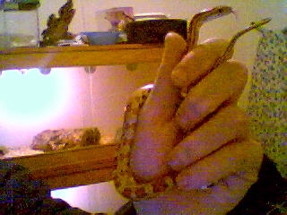 Hypomelanistic Corn