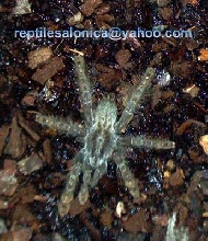wolf spider (Lycosa narbonensis)
