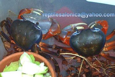 rainbow crabs (Armatum garcarrcims)