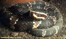My Agkistrodon bilineatus taylori in a close up