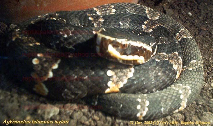 My Agkistrodon bilineatus taylori in a close up