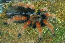 Brachypelma boehmei