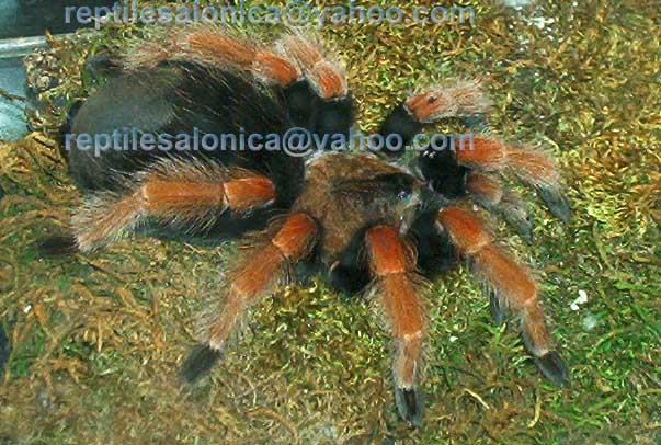 Brachypelma boehmei