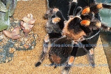 Brachypelma smithi