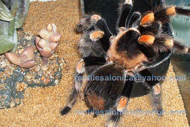 Brachypelma smithi