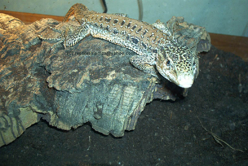 Callopistes_maculatus