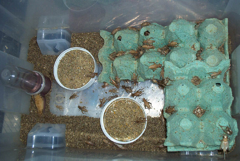 adult Crickets