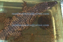Crocodylus niloticus