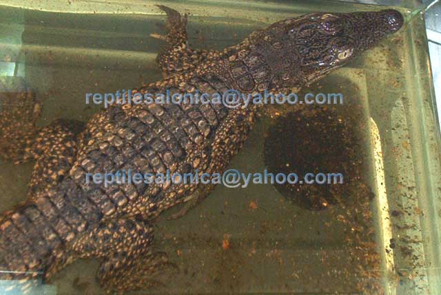 Crocodylus niloticus