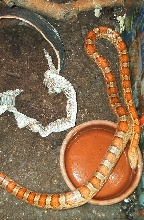 My 1st snake. A 6yr old male Corn snake