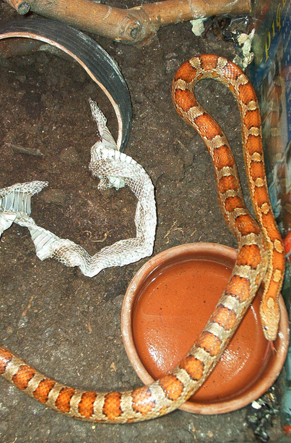 My 1st snake. A 6yr old male Corn snake