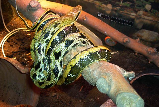 my sub adult Elaphe taeniura friesei