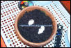 Leopard gecko eggs (15/02/03)