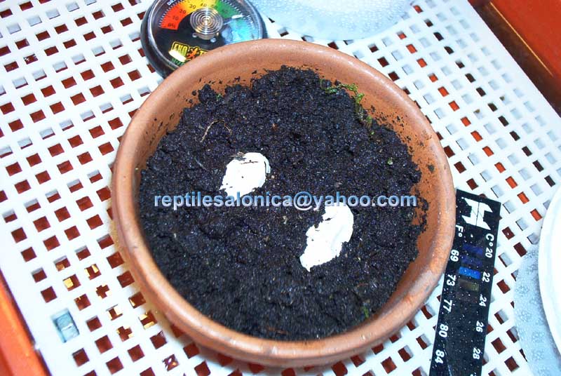 Leopard gecko eggs (15/02/03)