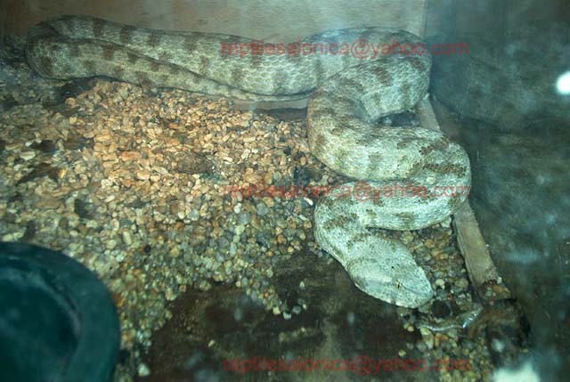 My friend's Macrovipera lebetina