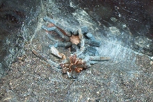 My Brachypelma vagans just after her shed