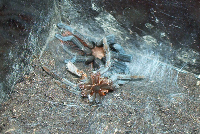 My Brachypelma vagans just after her shed
