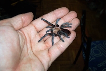 My Brachypelma vagans (with fresh skin)
