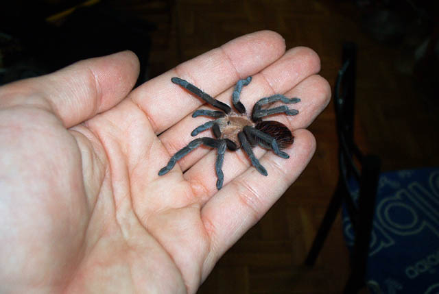 My Brachypelma vagans (with fresh skin)