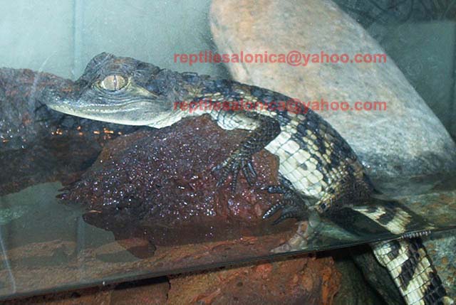 My juv Caiman crocodilus