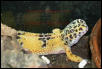 Mona Lizard's smile