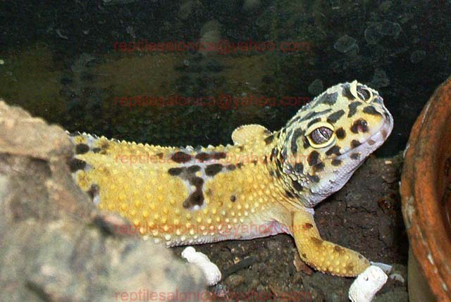 Mona Lizard's smile