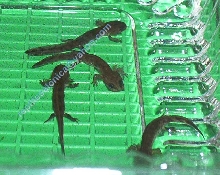 The 4 fire salamander tadpoles