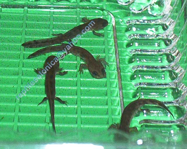 The 4 fire salamander tadpoles